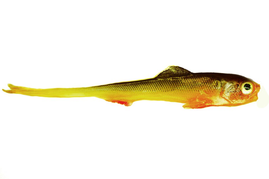Sardynka Jaskółka 12cm Chicken 4szt