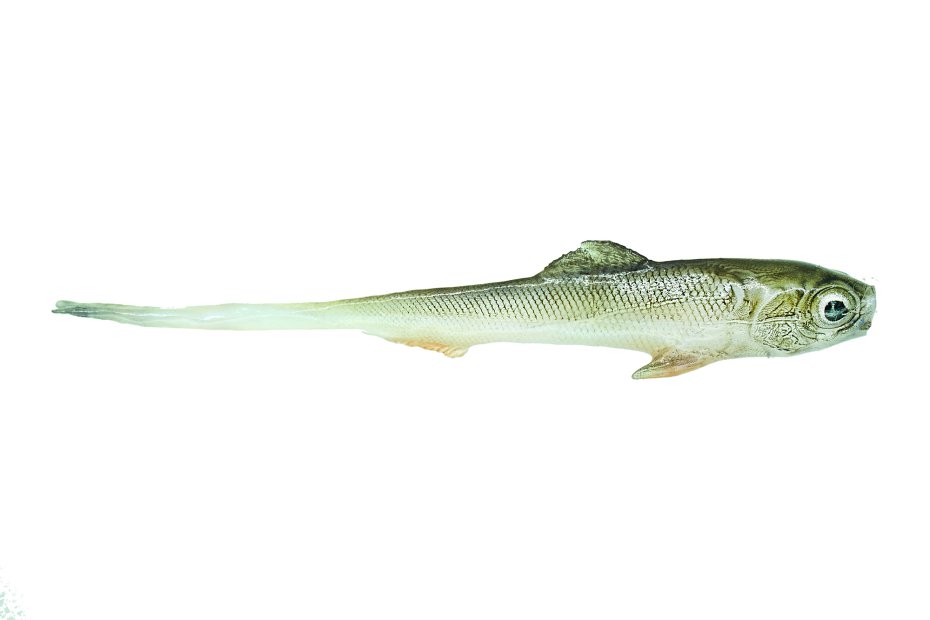 Sardynka Jaskółka 10cm Stynka 4szt
