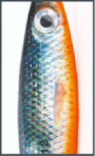 HRT Bingo Nz Nr.1 10G C.01 Perla Niebieski