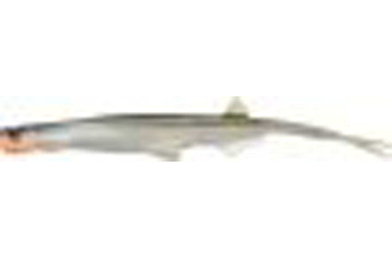 Quantum Pelagic Shad game over 25cm
