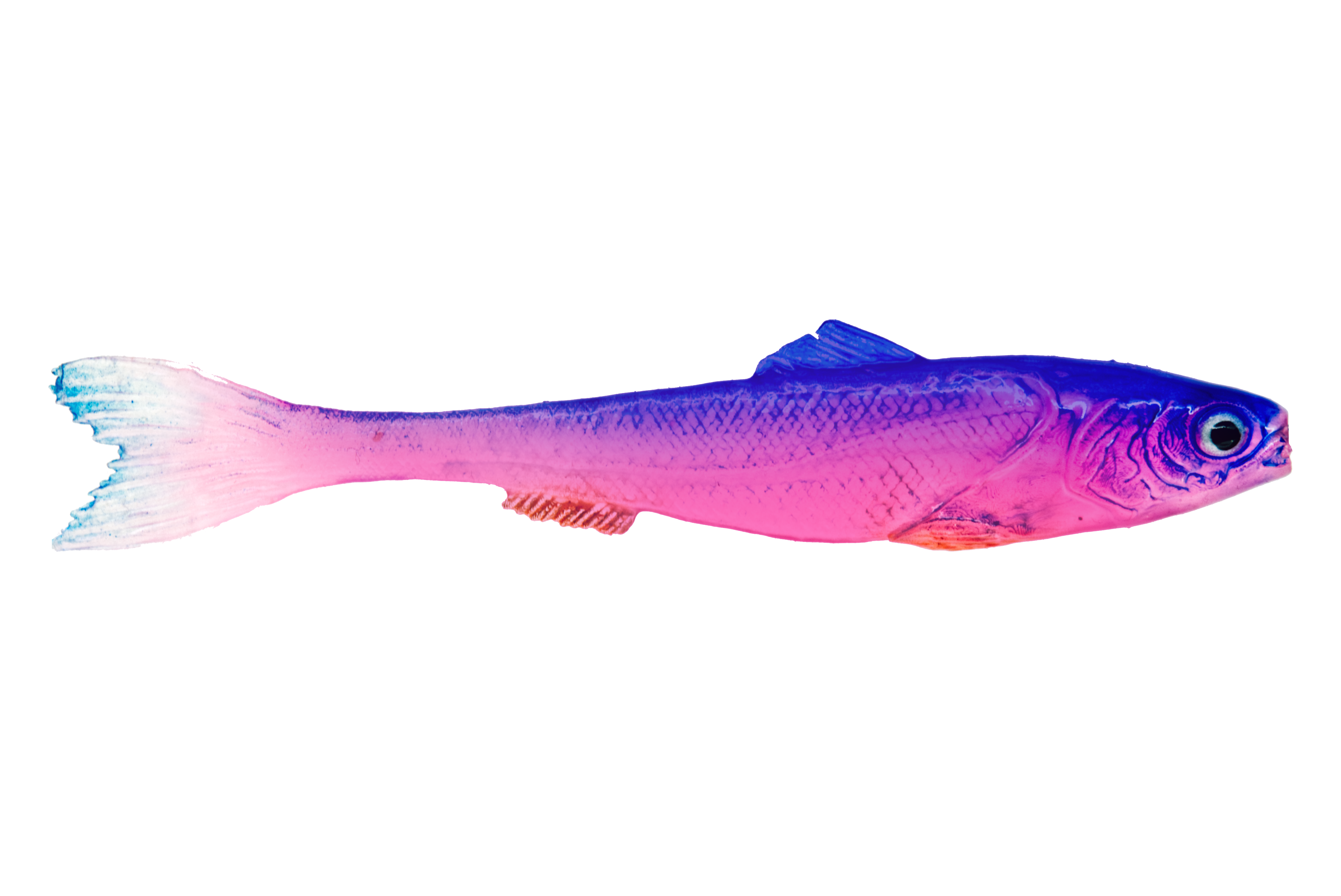 DeadBait sardynka 10cm BISKUP — zdjęcie oferty 1