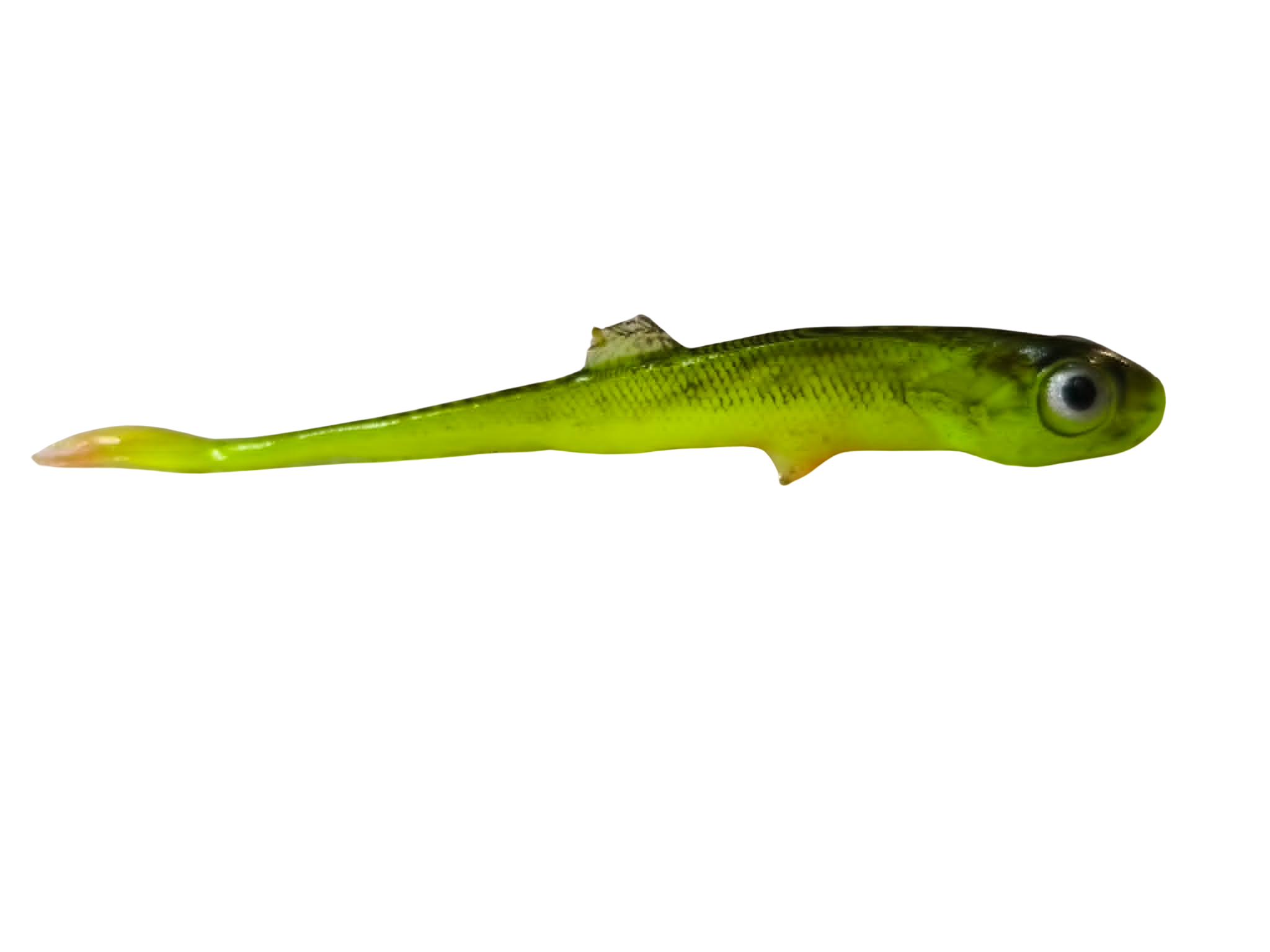 Jaskółka ŚLIZ 9cm CHICKEN