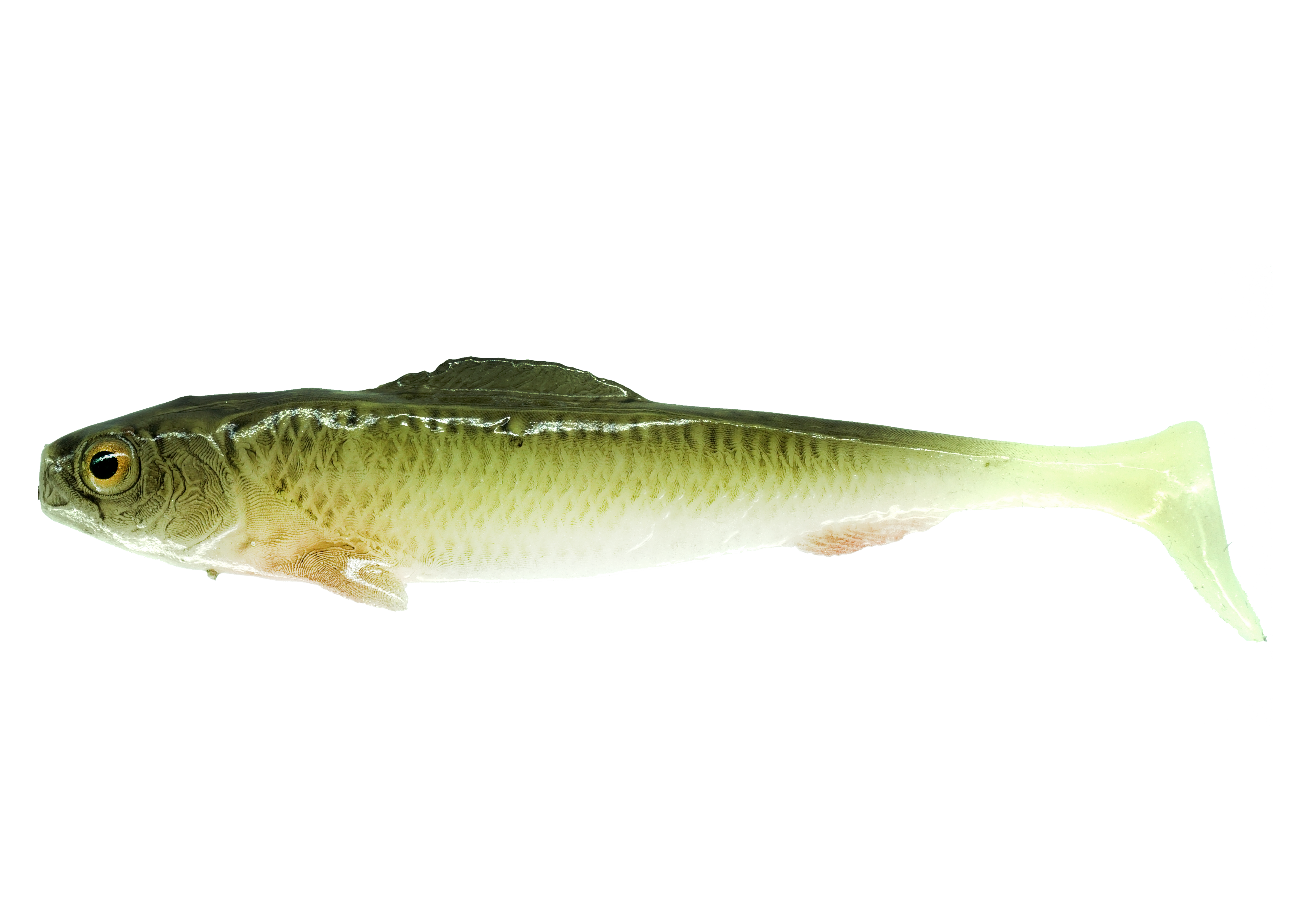 Sardynka SHAD 10cm Stynka