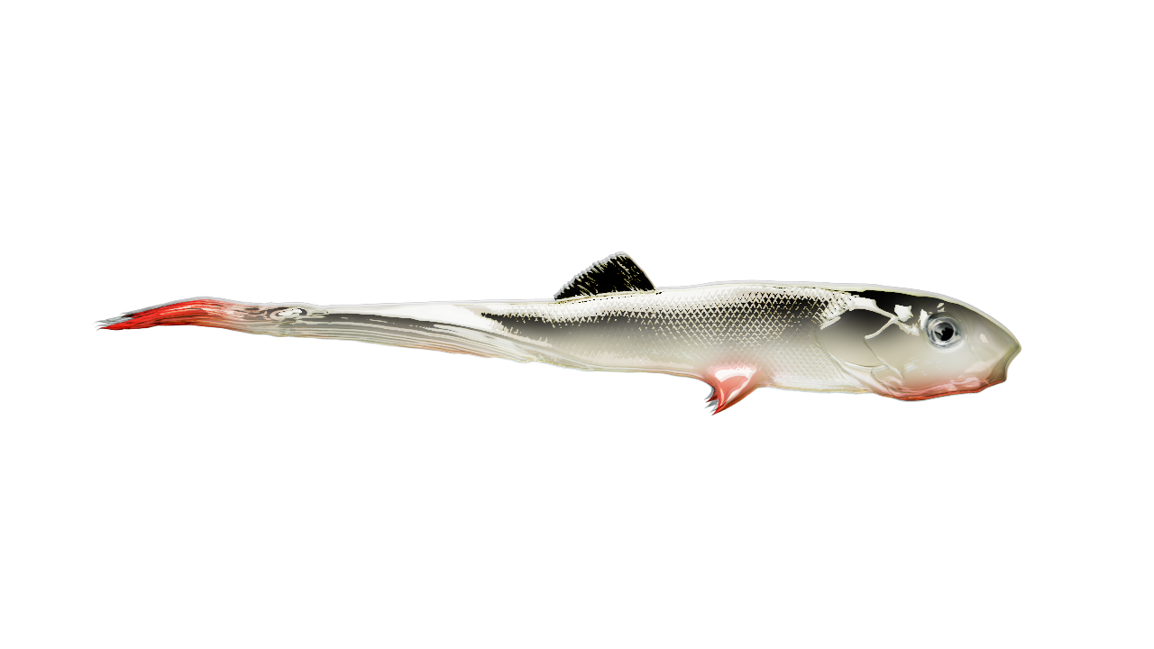 Jaskółka ŚLIZ 9cm UKLEJA