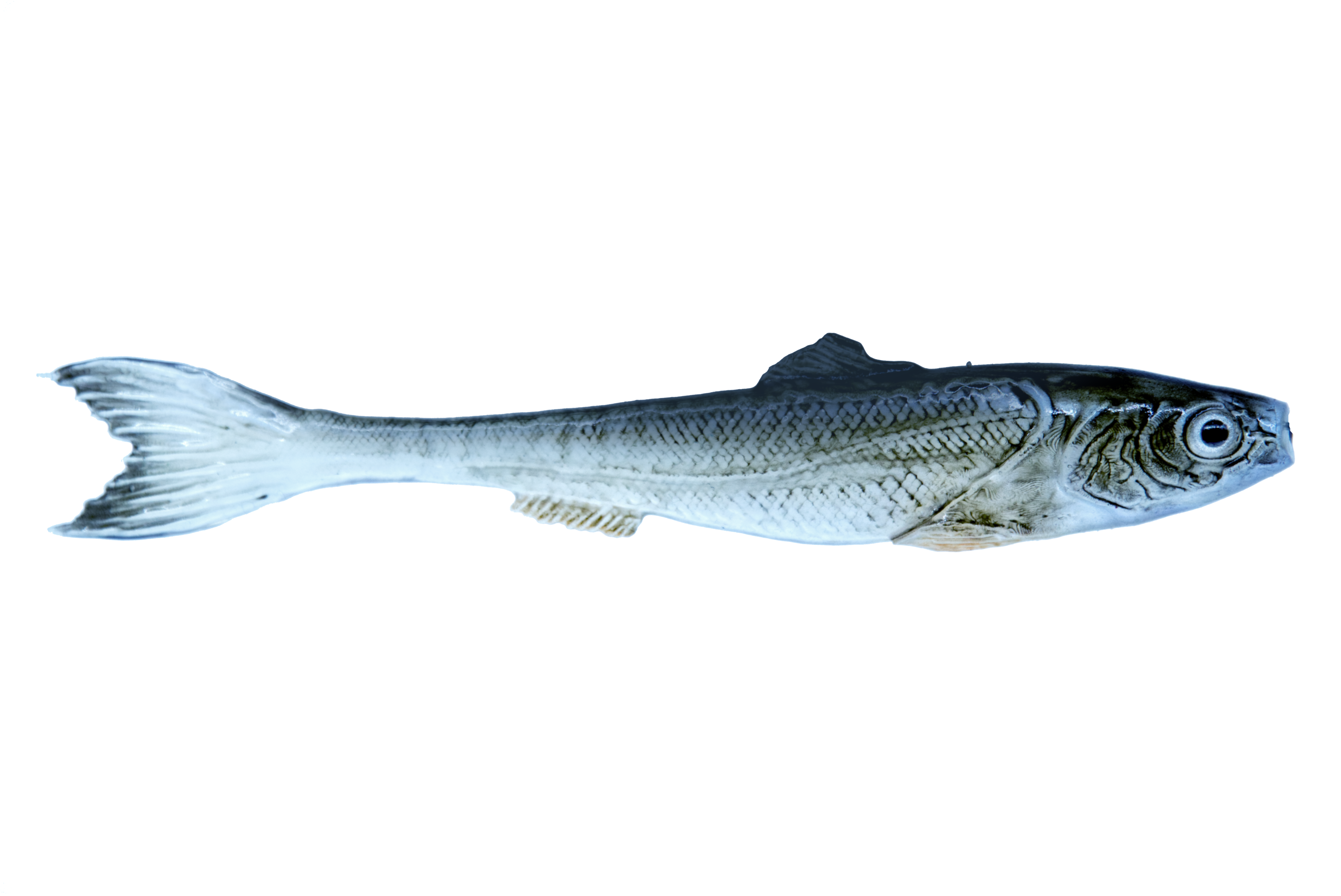 DeadBait sardynka 8cm OPAL — zdjęcie oferty 1