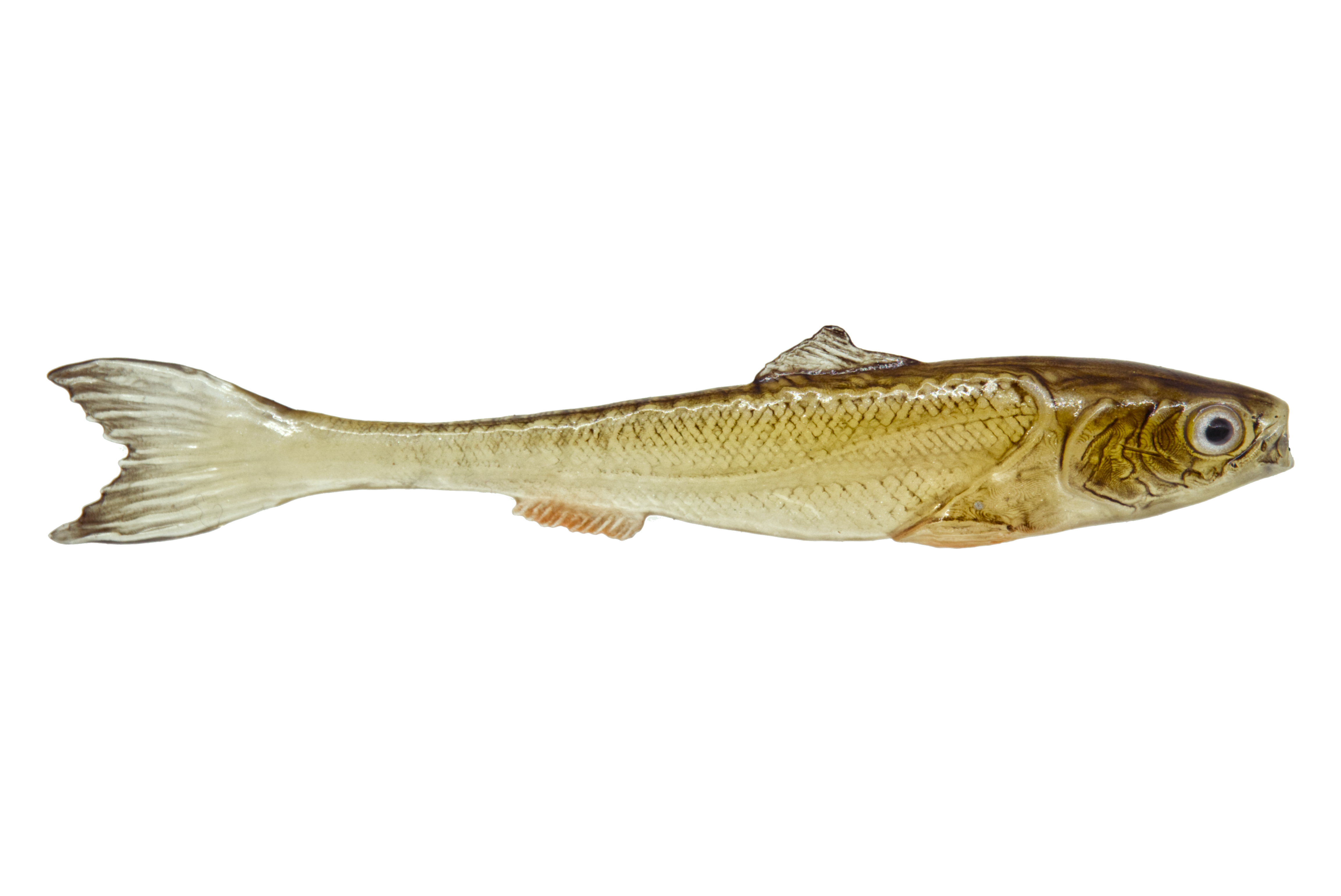 DeadBait sardynka 12cm CIELISTY — zdjęcie oferty 1