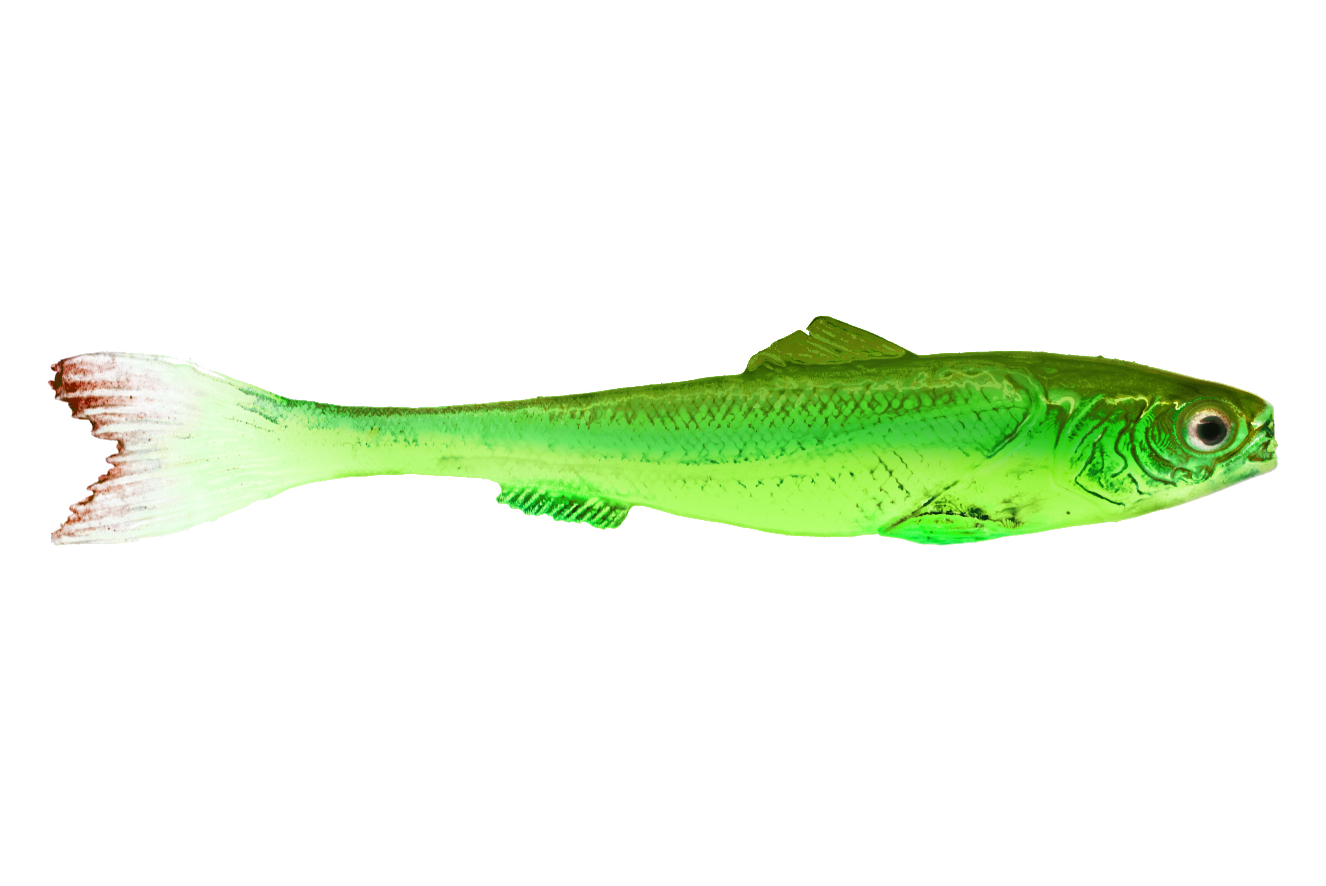 DeadBait sardynka 12cm SELEDYN — zdjęcie oferty 1