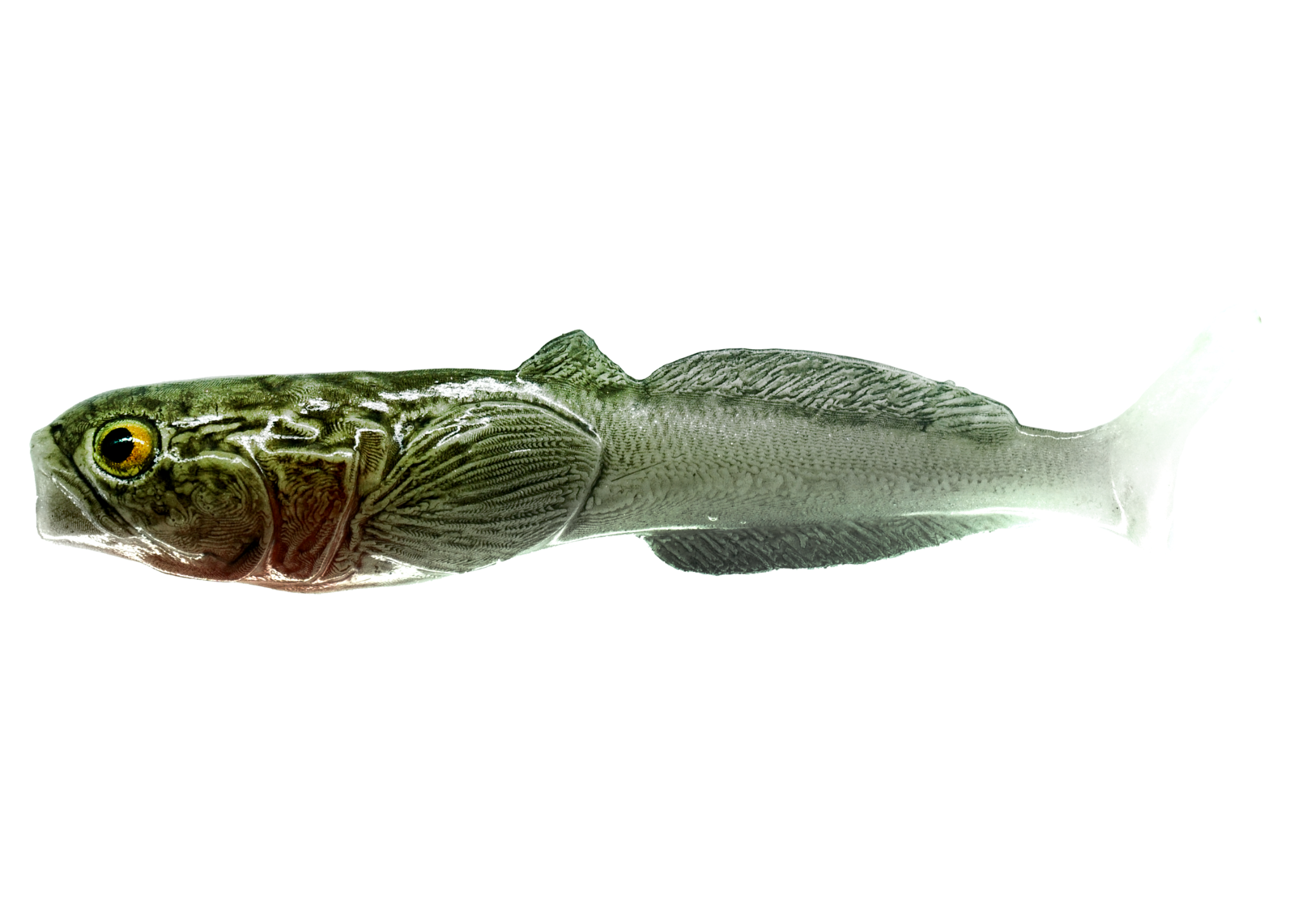 Głowacz 5cm Natural