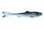 Sardynka DeadBait 6cm Opal 5szt