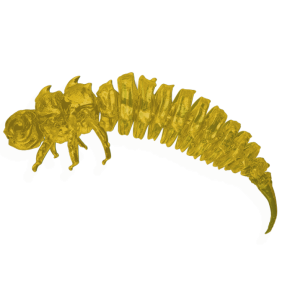 Larwa BigFatBug 5cm Orange