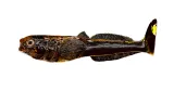 Głowacz 10cm Motor-Oil — zdjęcie katalogowe 2