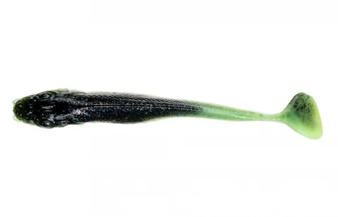 Realistic Shad Jazgarz 9cm J9 027 — zdjęcie 2