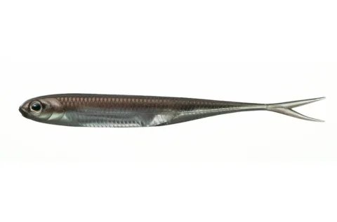Fisharrow Flash J Split 4" Wakasagi/Silver #07
