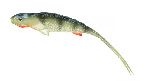 Jaskółka SYRENA Vert 20cm Perch