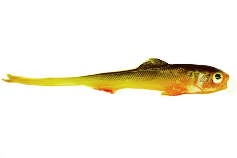 SLIZ JASKOLKA 7CM CZIKEN