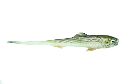 SLIZ JASKOLKA 7CM STYNKA