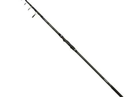 LAMBERTA CARP