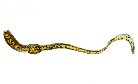 Orka Twisting Worms 7cm H