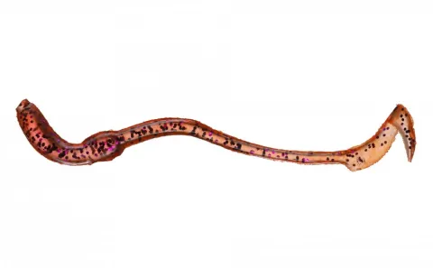 Orka Twisting Worms 7cm LR