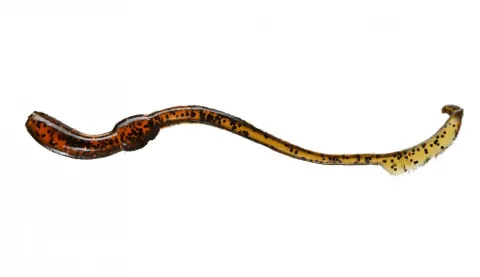 Orka Twisting Worms 7cm BR