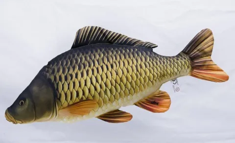 Gaby Poduszka Karp pełnołuski