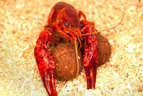 Top Range Series Monster Crayfish 18mm 1kg — zdjęcie 4