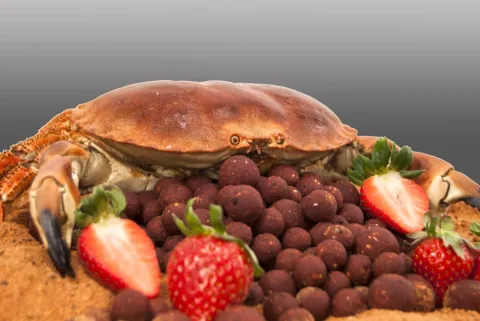 Top Range Series Monster C rab Strawberry 18mm 1kg — zdjęcie 3