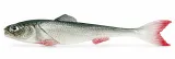 DeadBait sardynka 8cm UKLEJA — zdjęcie produktu 1