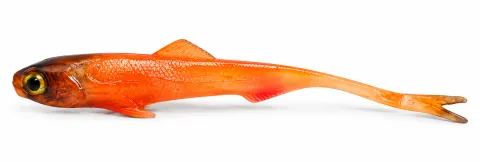 Jaskółka SARDYNKA 10cm MNICH
