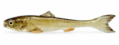 DeadBait sardynka 12cm CIELISTY
