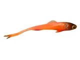 Jaskółka SARDYNKA 12cm MNICH — zdjęcie sprzedawcy 2