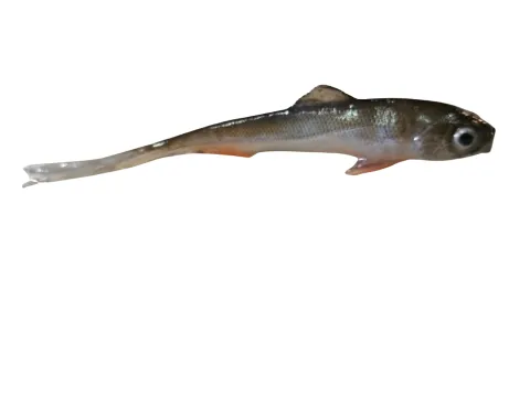 Jaskółka SARDYNKA 12cm OPAL — zdjęcie oferty 1